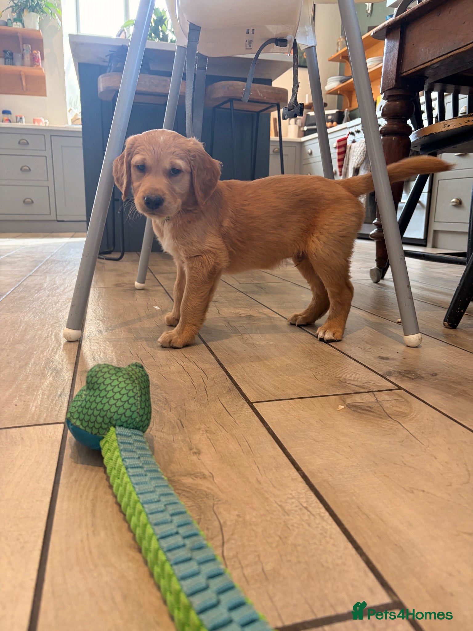 Golden Retriever dogs Outstanding breadlines with extensive health tests - Advert 2