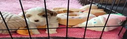 Cavapoo dogs for stud: PROVEN F1 Red Cavapoo stud-DNA Fully health tested - Advert 2