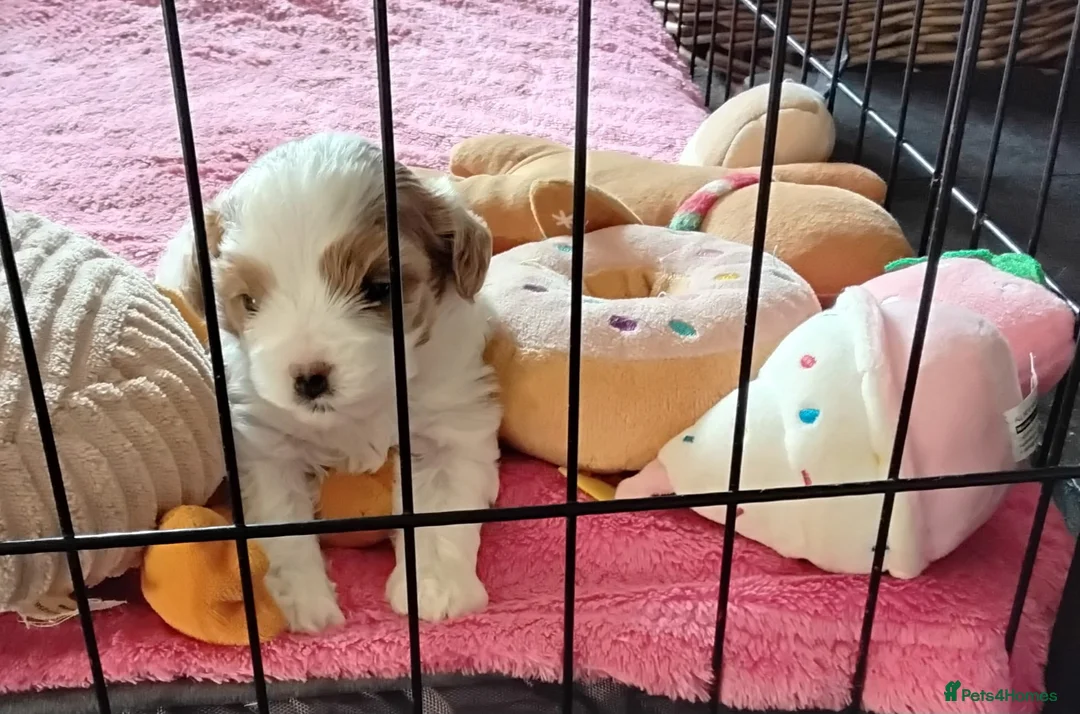 Cavapoo dogs for stud: PROVEN F1 Red Cavapoo stud-DNA Fully health tested - Advert 2