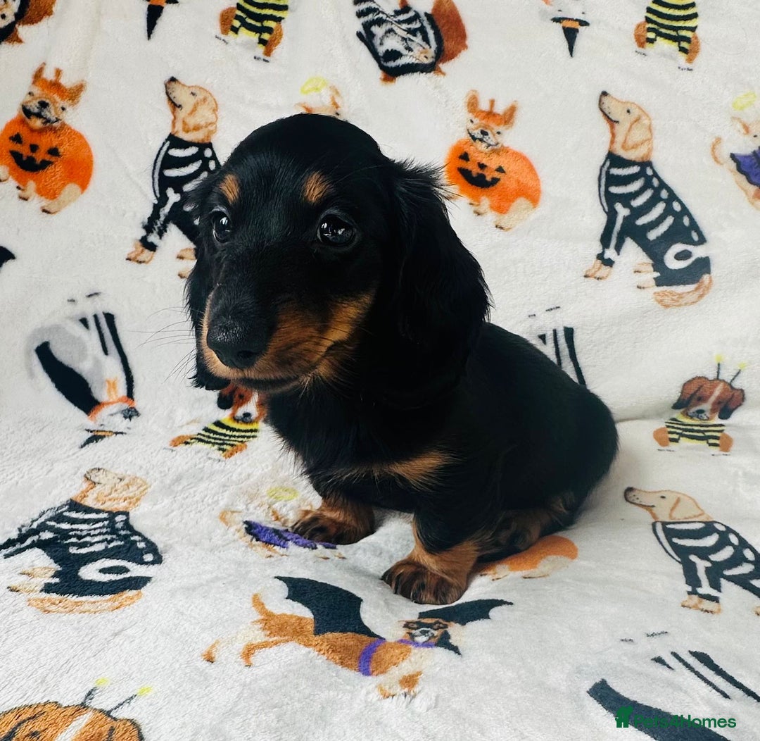 Miniature Dachshund dogs for sale: Ready NOW Stunning KC long haired mini dachshund  - Advert 14