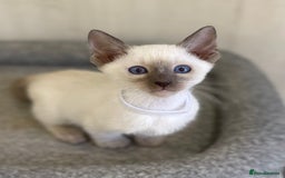 Siamese cats for sale: GCCF Registered Traditional Siamese Kittens.  - Image 7