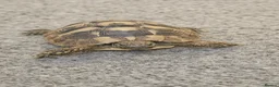 Hermann Tortoise reptiles for sale:  male tortoises  - Advert 6