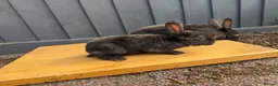 Rex rabbits for sale: 2 x female mini rex sisters - Advert 2