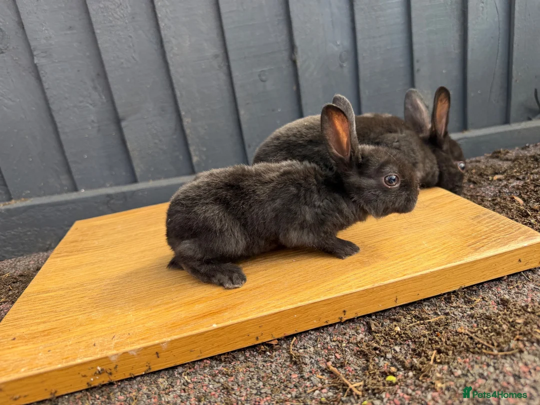 Rex rabbits for sale: 2 x female mini rex sisters - Advert 2