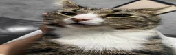 Domestic Shorthair cats for sale: Beautiful 5yo Female Tabby Cat Free to Loving Home - Advert 3