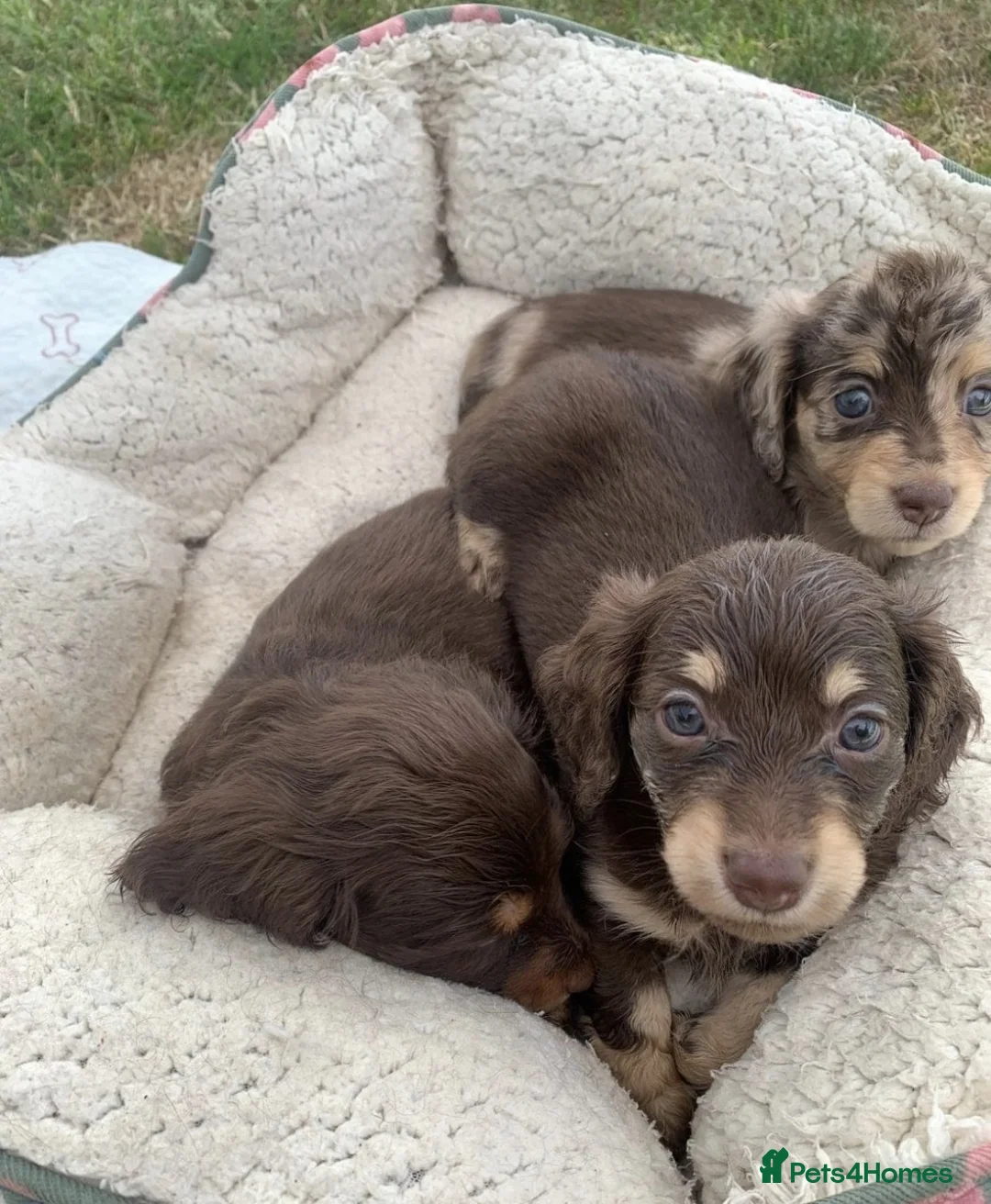 Miniature Dachshund dogs for sale: Long Haired Miniature Dachshund Pups for Sale in Birmingham - Advert 2