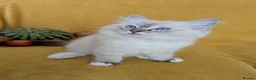 Ragdoll cats for sale: GCCF Full Pedigree Ragdoll Kittens  - Advert 3