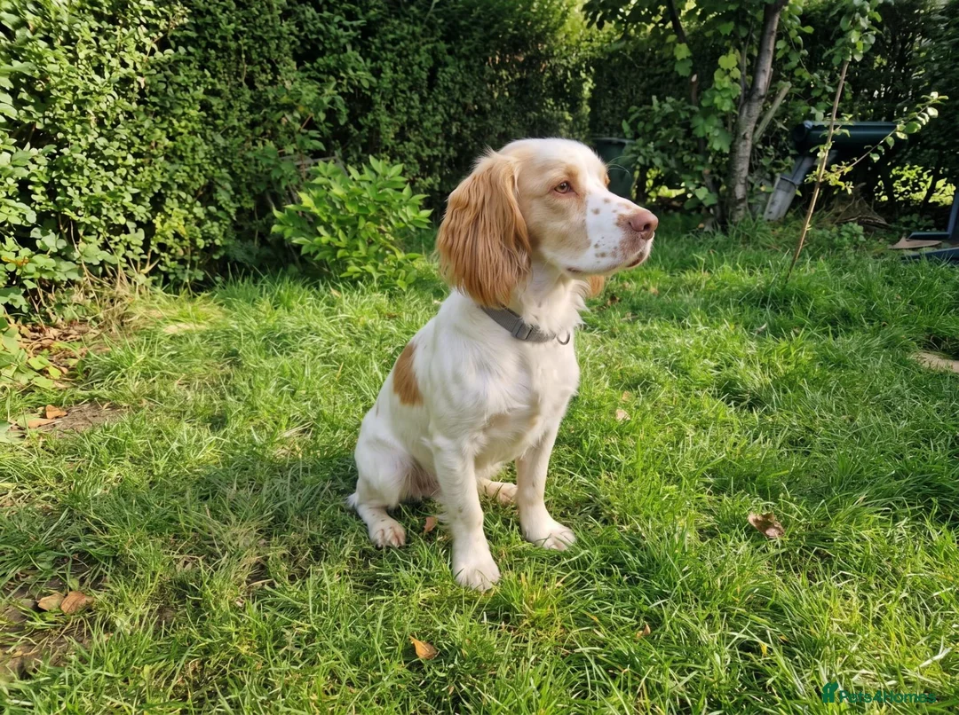 Cocker Spaniel dogs for sale: Cute male cocker Spaniel  - Advert 8