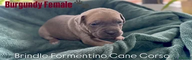 Cane Corso Puppy 9