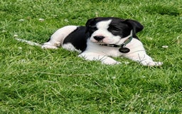 Mixed Breed dogs for sale:  ALL PUPPIES NOW SOLD - Image 16