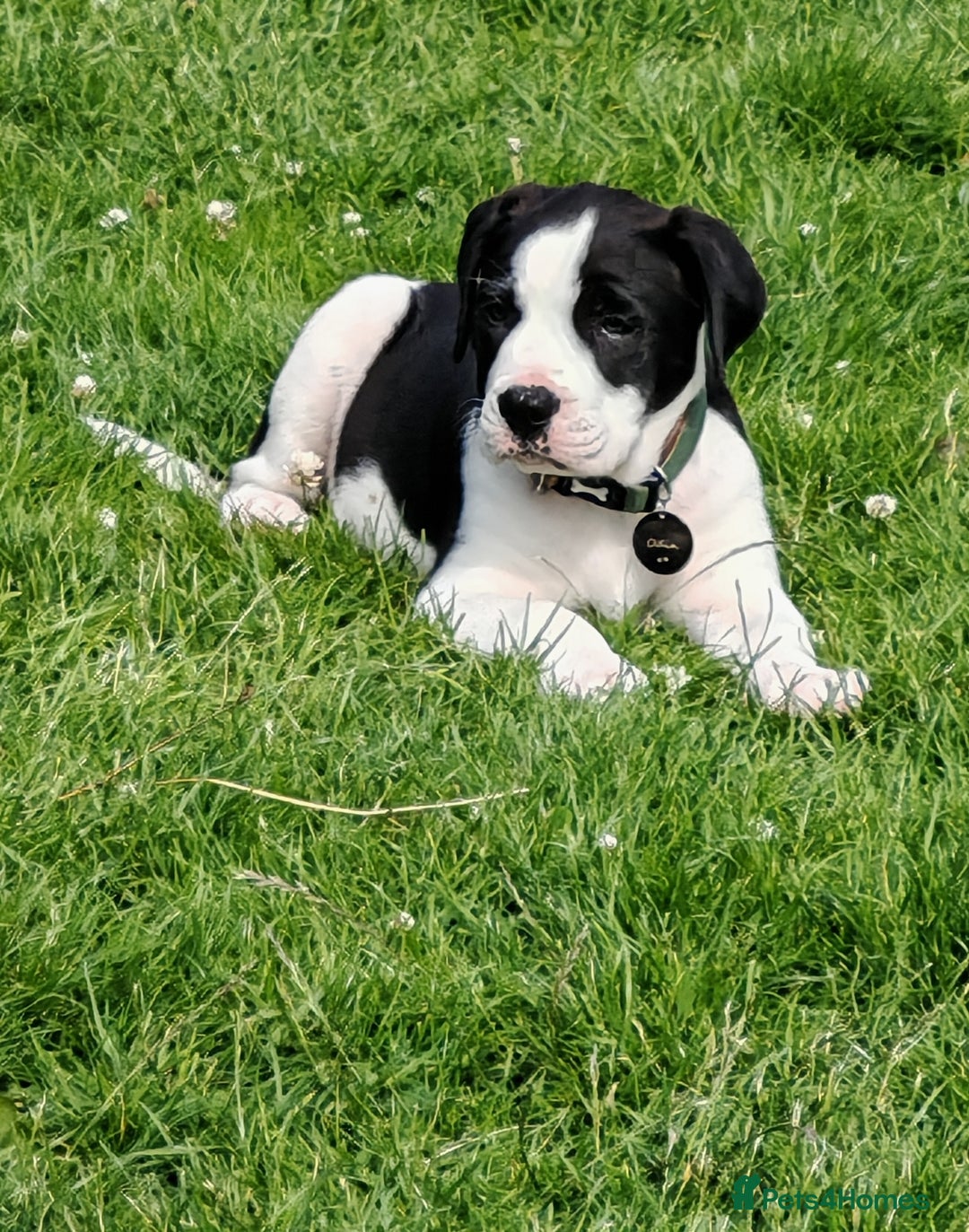 Mixed Breed dogs for sale:  ALL PUPPIES NOW SOLD - Image 16