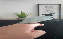 Parrots birds for sale: 8 week old baby parrotlets silly tame - Image 3