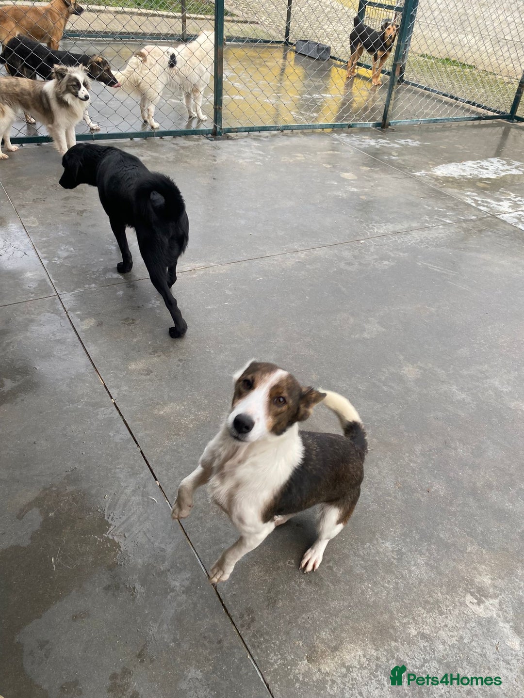 Mixed Breed dogs for adoption: Dorrie, 5 years approx. Available for adoption. - Advert 7