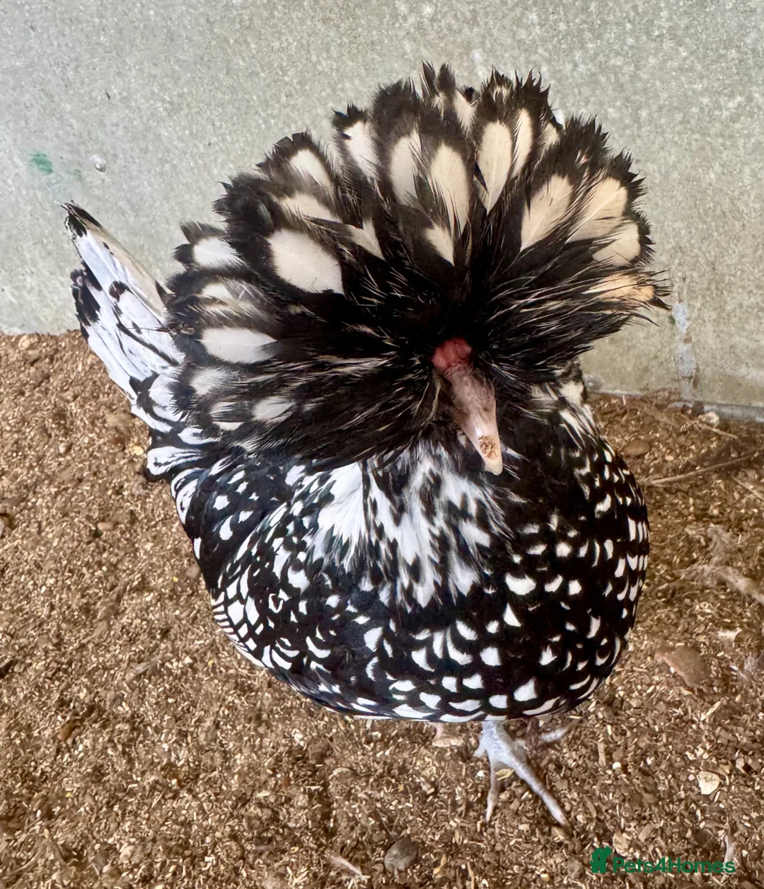 Chickens poultry for sale: Polish hatching eggs x 6 - Advert 1