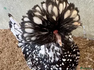 Chickens poultry for sale: Polish hatching eggs x 6 - Advert 2