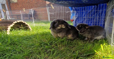 Mini Lop rabbits - Advert 15