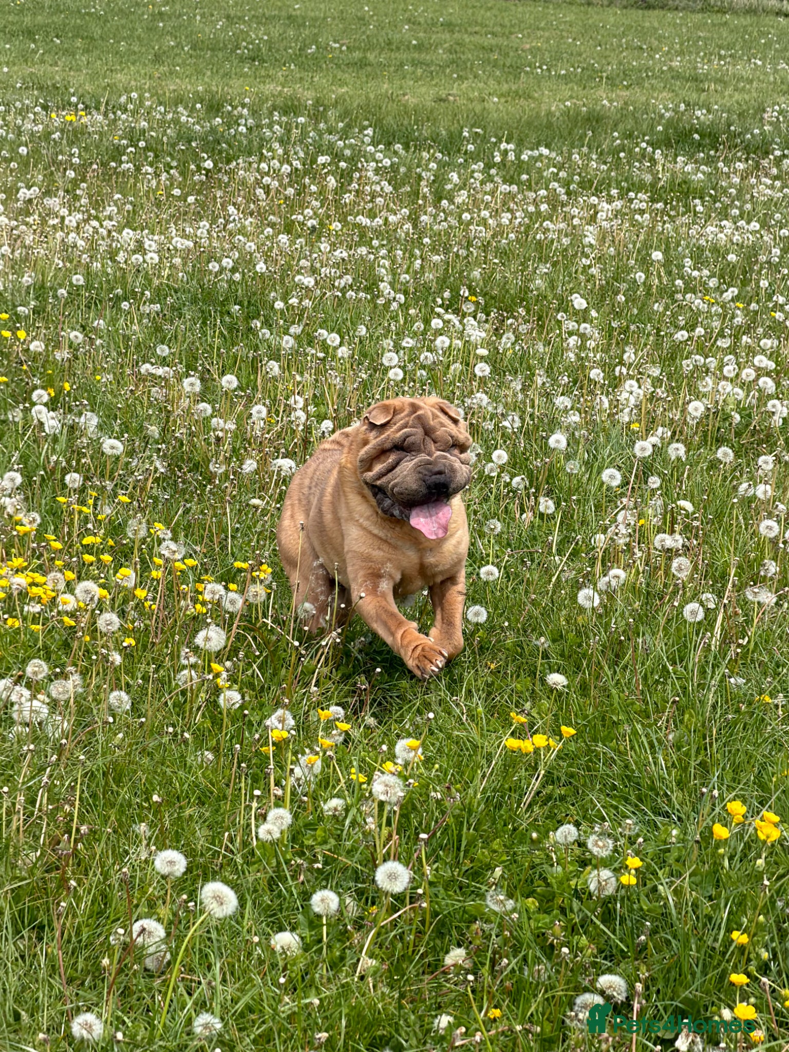 Shar Pei dogs Shar Pei for stud  - Advert 1