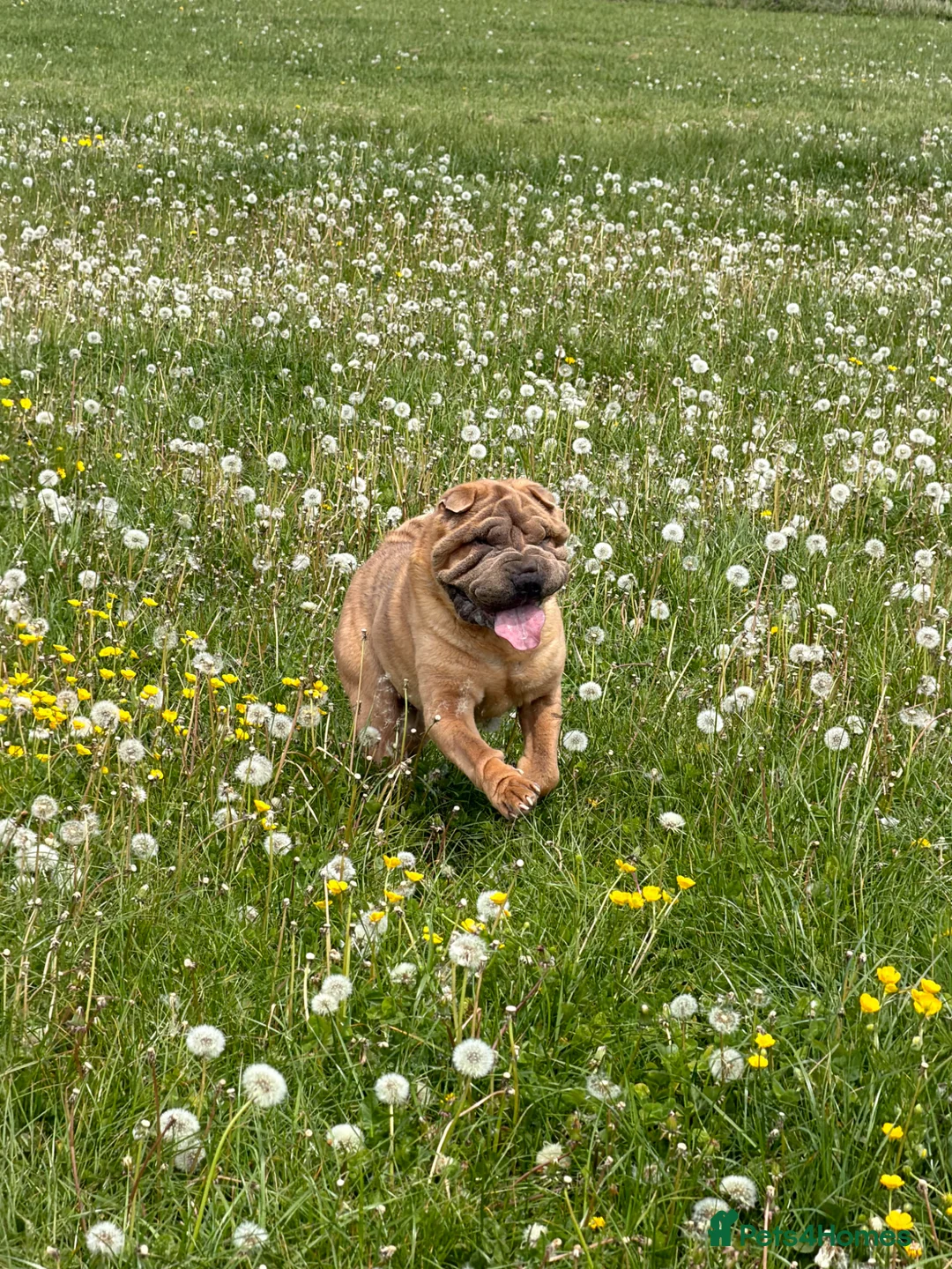 Shar Pei dogs for stud: Shar Pei for stud  - Advert 1