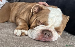 English Bulldog dogs for sale: Bonnie  - Image 5