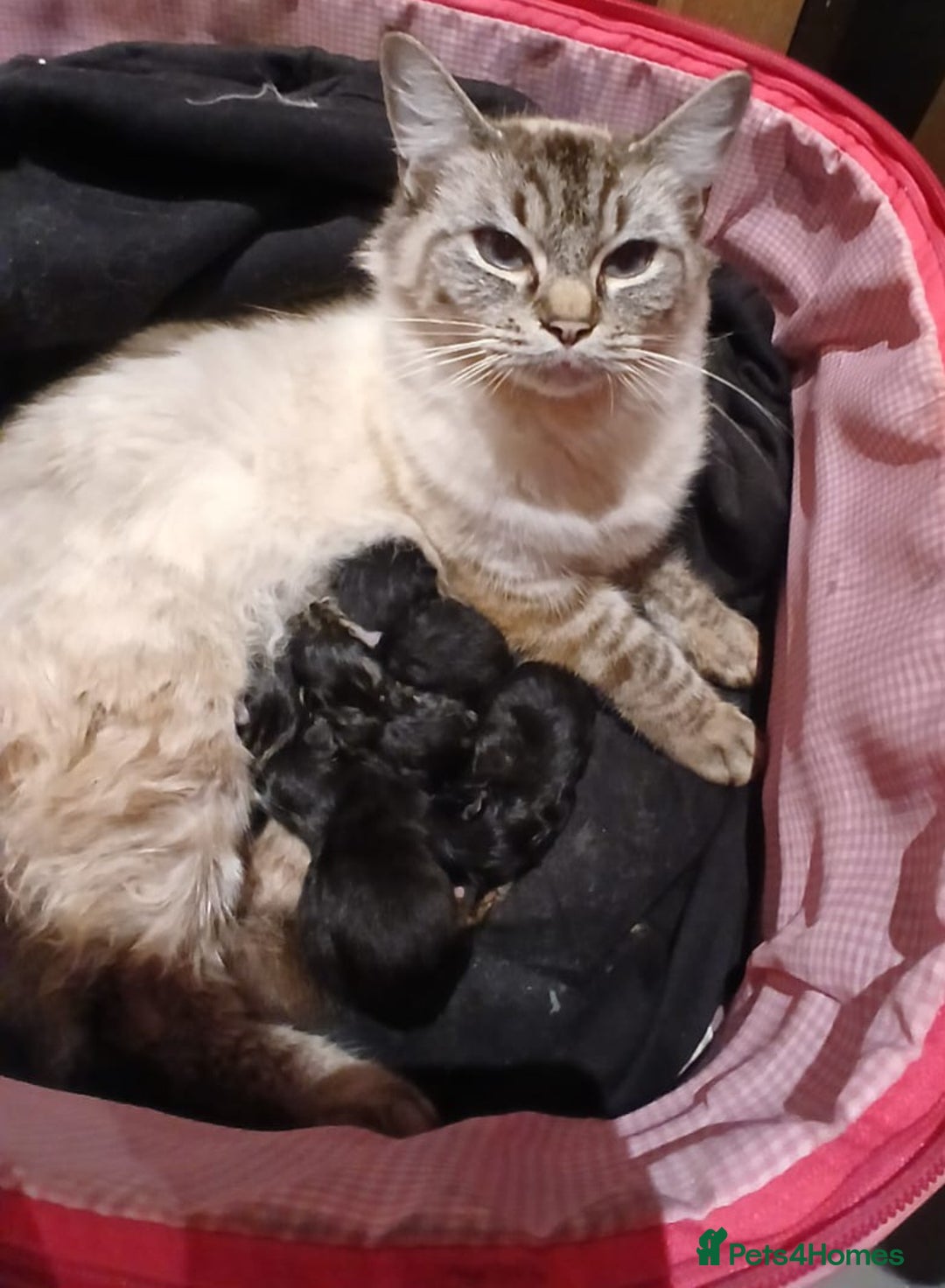 Mixed Breed cats for sale: Lonely Black kitten  - Image 3