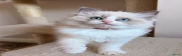 Ragdoll cats for sale: Fluffy Ragdoll Kittens🐾 in Peterborough - Advert 10