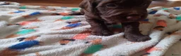 Sprocker dogs for sale: F1 sprocker puppies - Advert 19