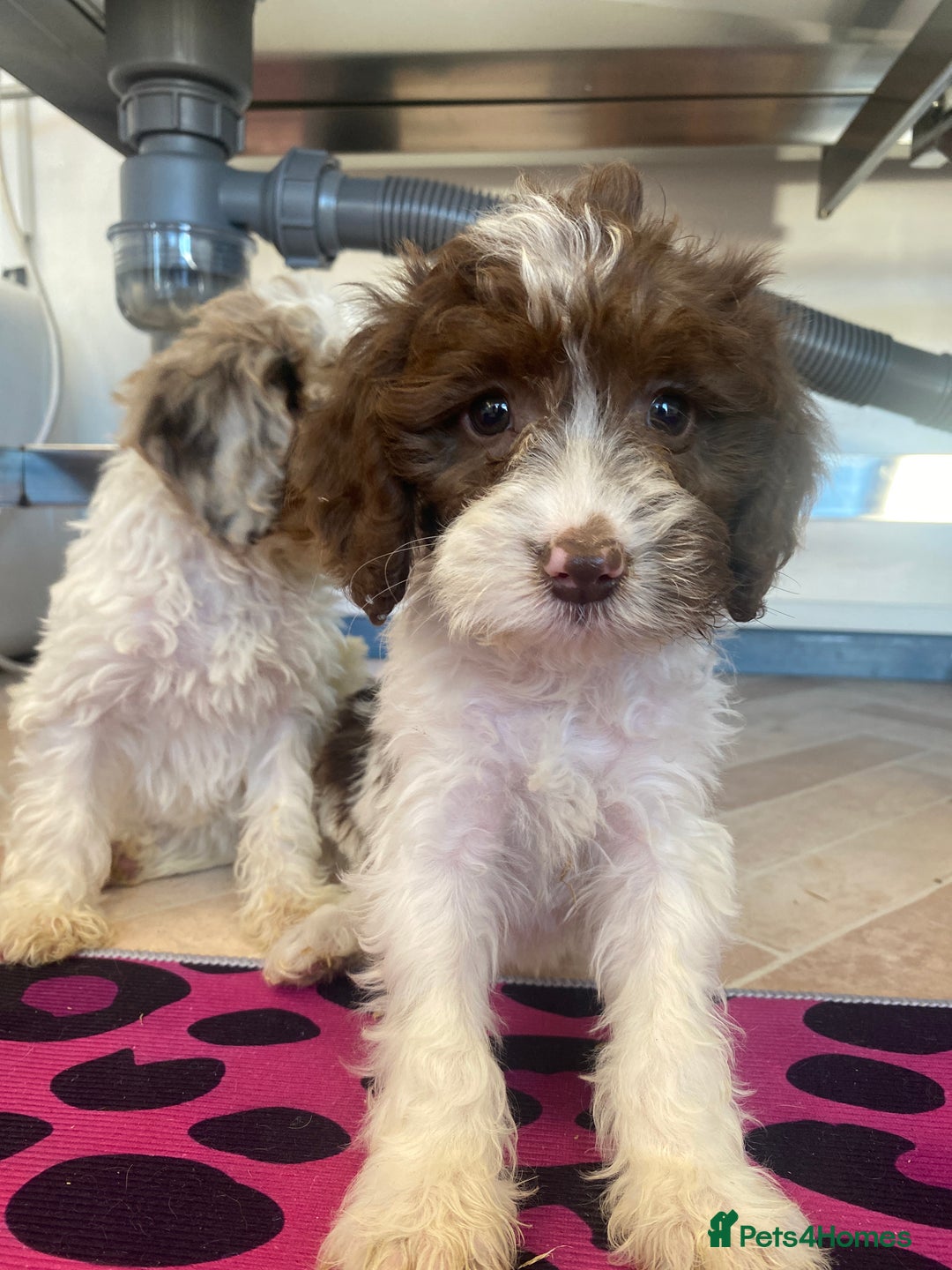 Cockapoo dogs for sale: Cockapoos ready now  - Image 29