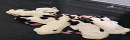 English Springer Spaniel dogs for sale: English springer spaniel puppies - Advert 21