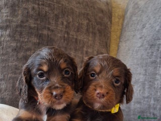 Cocker Spaniel dogs Kc reg working cocker spaniel puppies - Advert 5