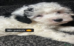 Cockapoo dogs for sale: Stunning toy cockapoo puppies  - Image 24