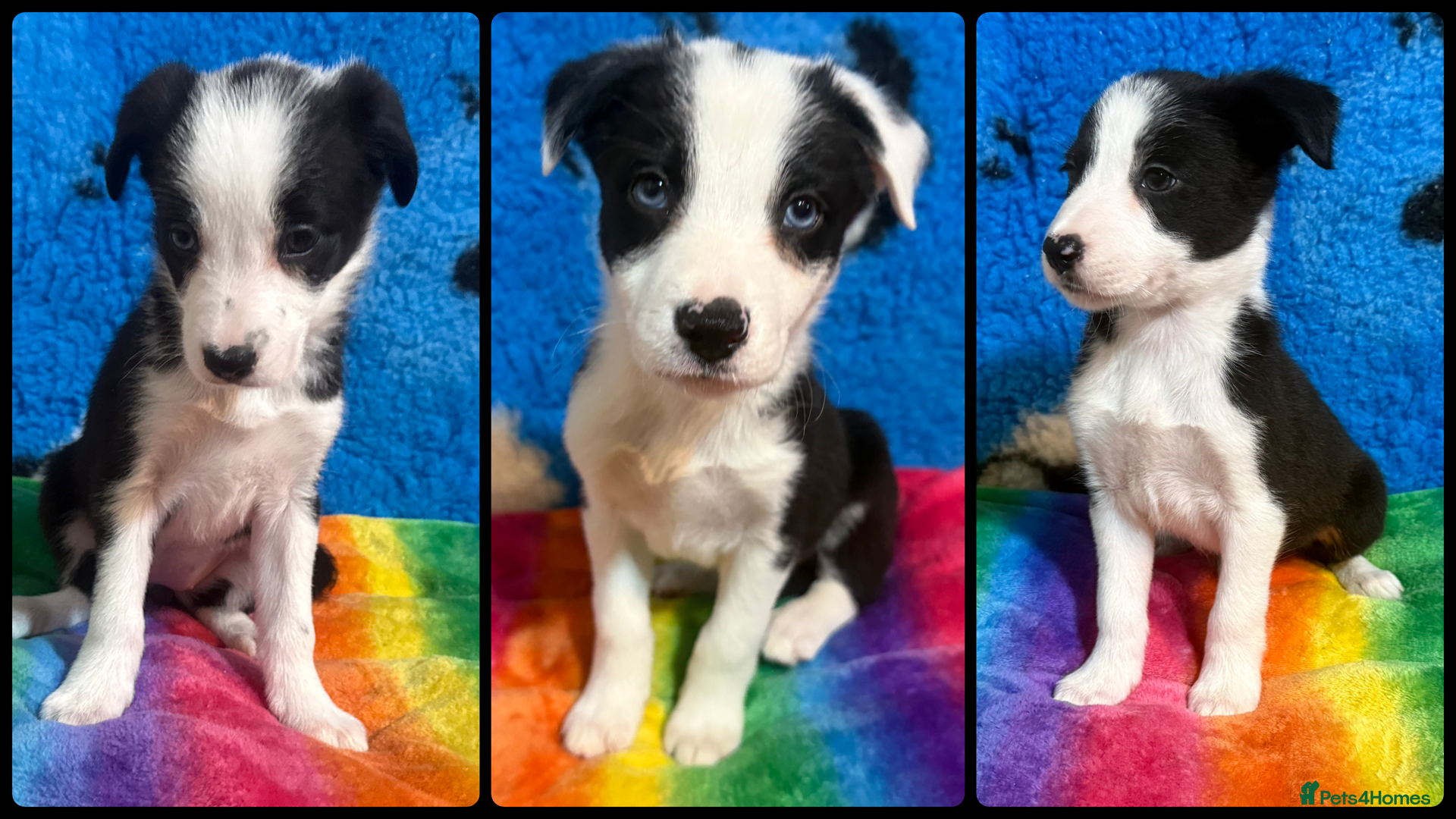 Border Collie dogs 💖 KC Reg 💖 Agility/Sports Border Collies 💖 - Advert 1