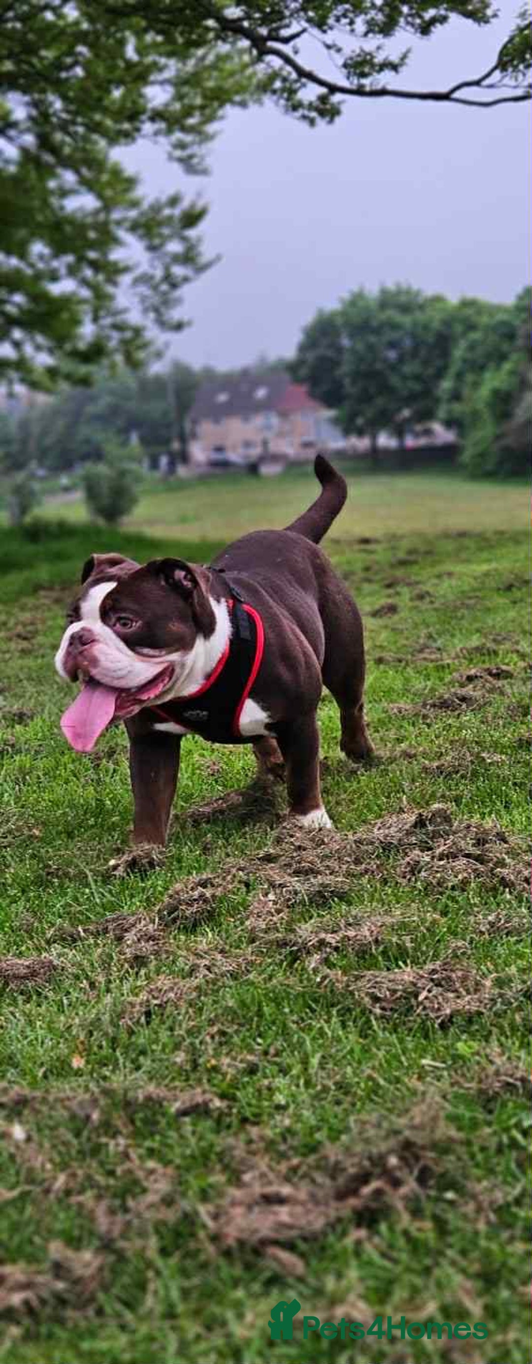 Olde English Bulldogge dogs for sale: Here is my girl CoCo - Advert 1