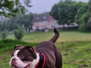 Olde English Bulldogge dogs for sale: Here is my girl CoCo - Advert 1