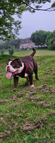 Olde English Bulldogge dogs Here is my girl CoCo - Advert 1