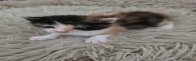 Mixed Breed Kitten 4