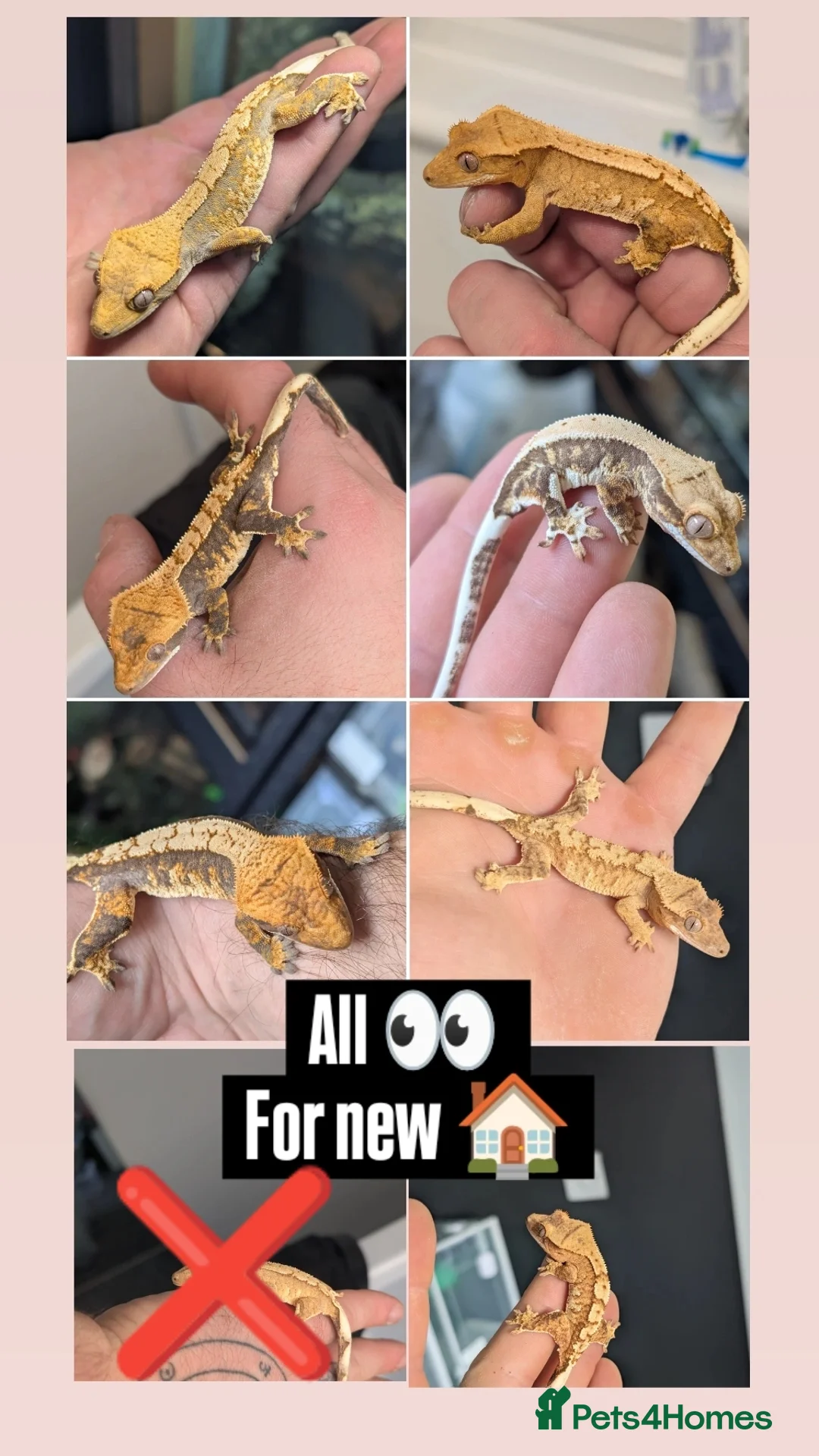 Gecko reptiles for sale: Various crested geckos for sale - Advert 1