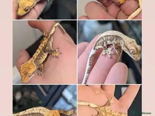 Gecko reptiles Various crested geckos for sale - Advert 15