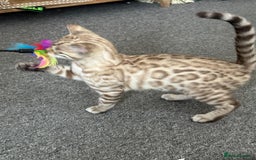 Bengal cats for sale: Snow bengal kitten /male - Image 8