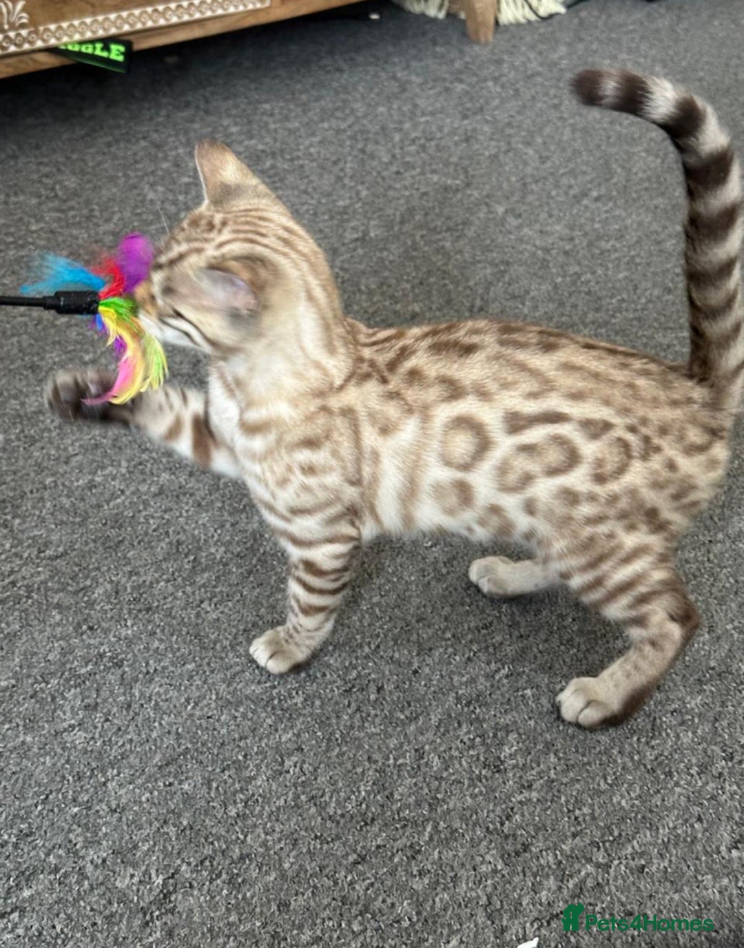 Bengal cats for sale: Snow bengal kitten /male - Image 8