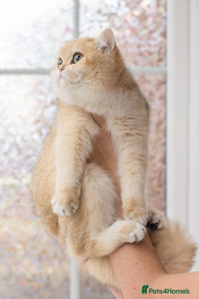 British Shorthair cats Beautiful British Shorthair Golden Female (ny11) - Advert 2