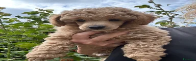 Miniature Poodle 2