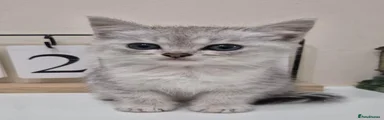 Persian 2