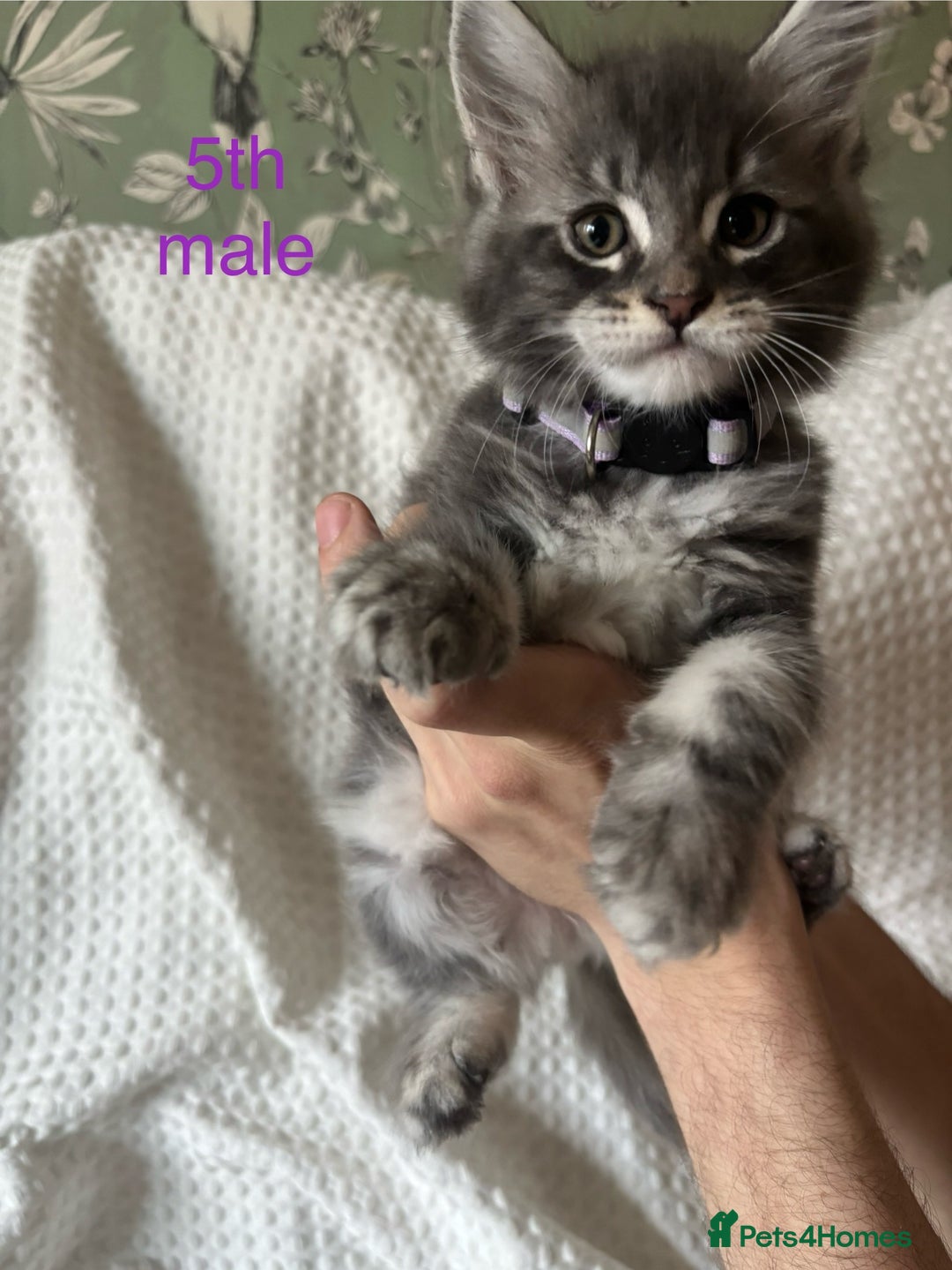 Maine Coon cats for sale: Beautiful blue smoke torbie Maine coon kittens  - Image 9