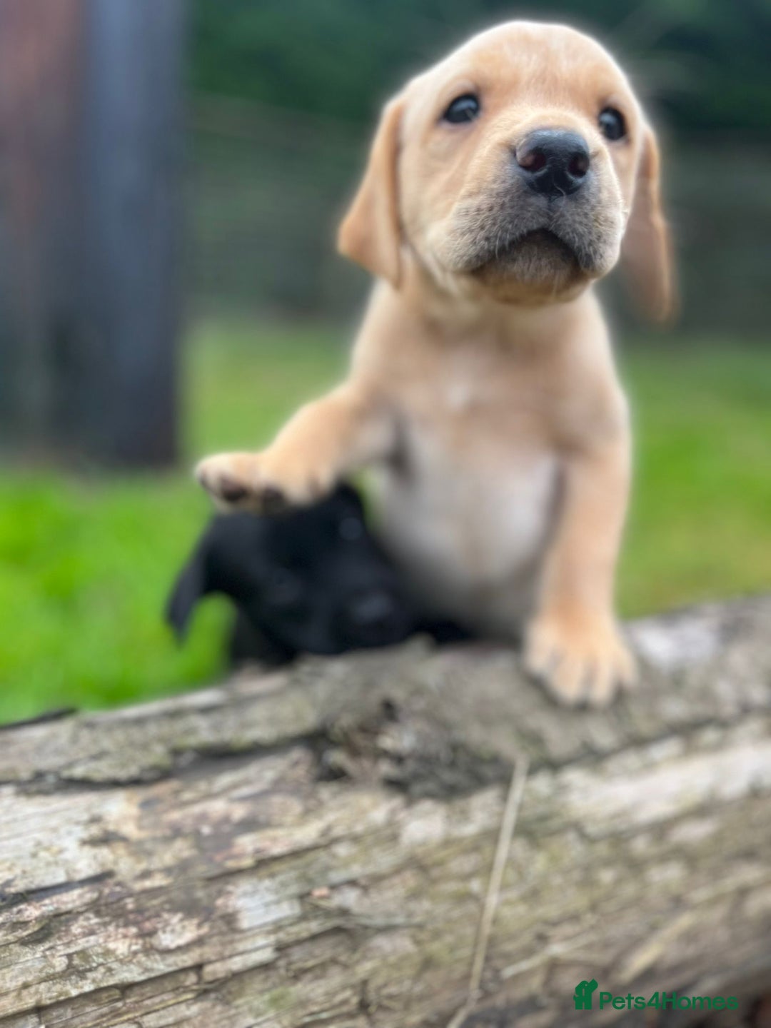 Labrador Retriever dogs for sale: Gorgeous KC reg Lab puppies, ready now! - Image 4