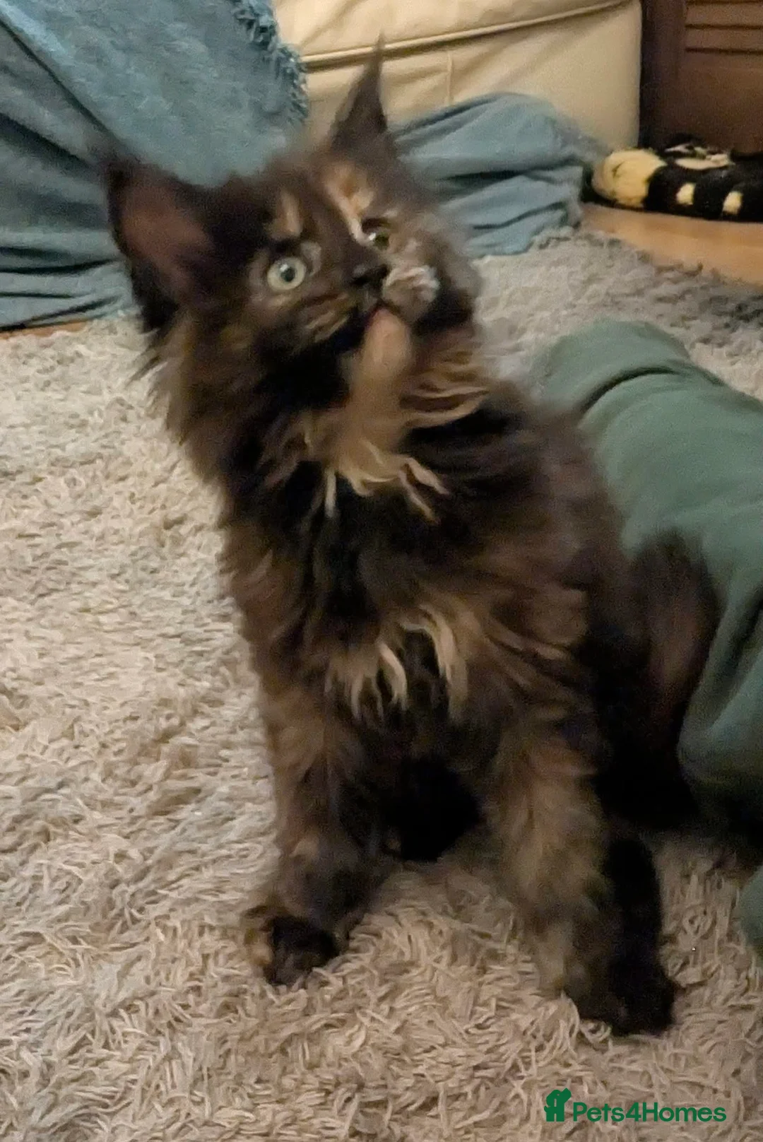 Maine Coon cats for sale: Stunning maine coon kittens  - Advert 7