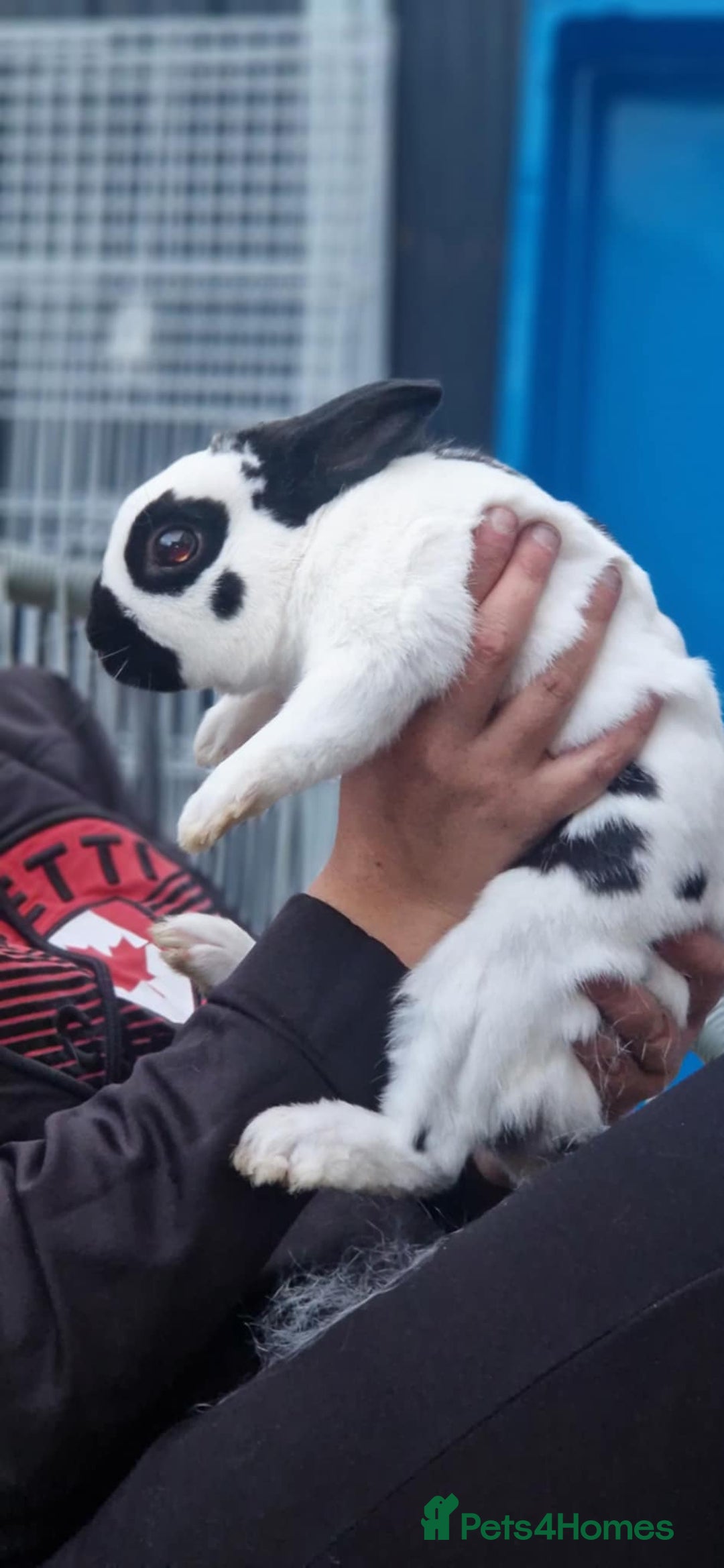 English Spot rabbits for sale: Male English spot  - Image 2