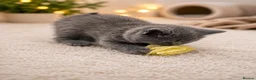 British Shorthair cats for sale: Beautiful British Shorthair Kittens Available - Advert 7