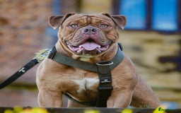 Olde English Bulldogge dogs for sale: Genetic Clear, Hip & Elbow Graded Breeding - Image 11