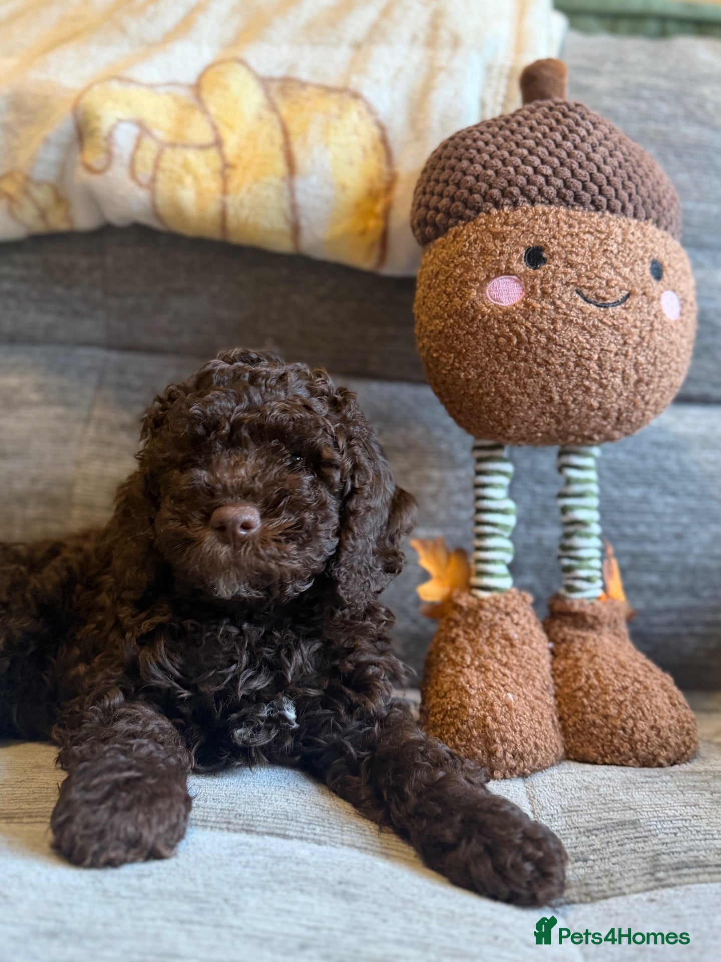 Cockapoo dogs Cockapoo puppies  - Advert 15