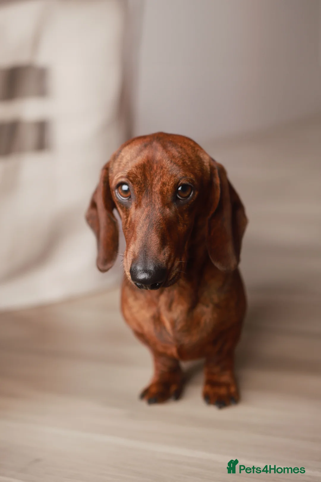 Dachshund dogs for stud: Miniature Smooth Dachshund Brindle KC reg in Nottingham - Advert 5